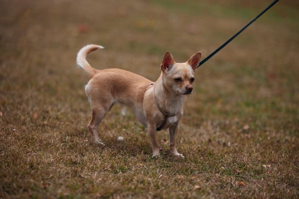 Fahrzeugschein Änderungen eintragen